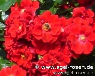 Rose ‘Alpenglühen‘ (Halbstamm (~65cm), wurzelnackt)