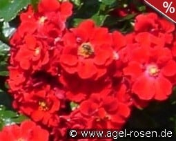 Alpenglühen kaufen, clicken für mehr Details Alpenglühen