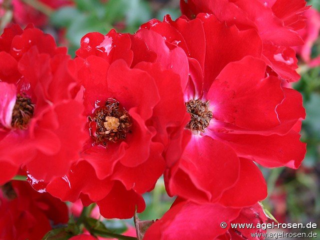 Rose ‘Austriana‘ (wurzelnackte Rose)