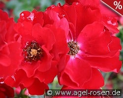 Austriana kaufen, clicken für mehr Details Austriana