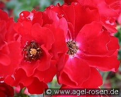 Austriana kaufen, clicken für mehr Details Austriana
