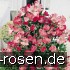 Avalanche Rose  kaufen