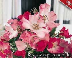 Avalanche Rose kaufen, clicken für mehr Details Avalanche Rose