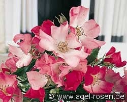 Avalanche Rose  kaufen, clicken für mehr Details Avalanche Rose