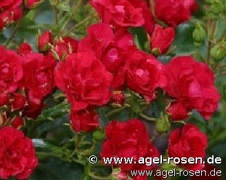 ADR-Rose ‘Balou‘ (wurzelnackte Rose)