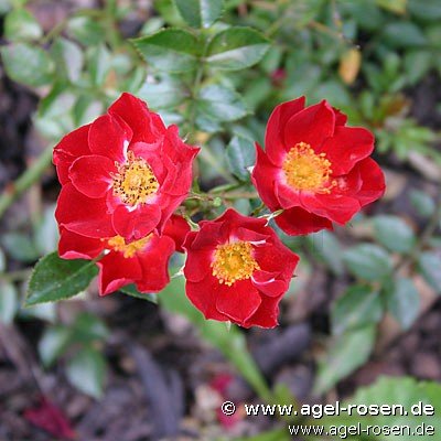 Rose ‘Bassino‘ (wurzelnackte Rose)