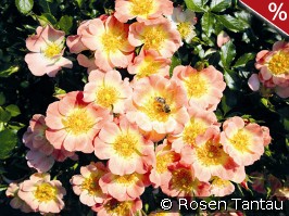 Bienenweide Apricot