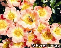 Bienenweide Apricot kaufen, clicken für mehr Details Bienenweide Apricot
