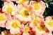 Bienenweide Apricot