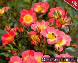 Bienenweide Bicolor kaufen, clicken für mehr Details Bienenweide Bicolor