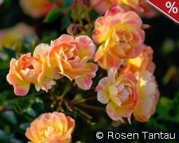 Bienenweide Fruity kaufen, clicken für mehr Details Bienenweide Fruity