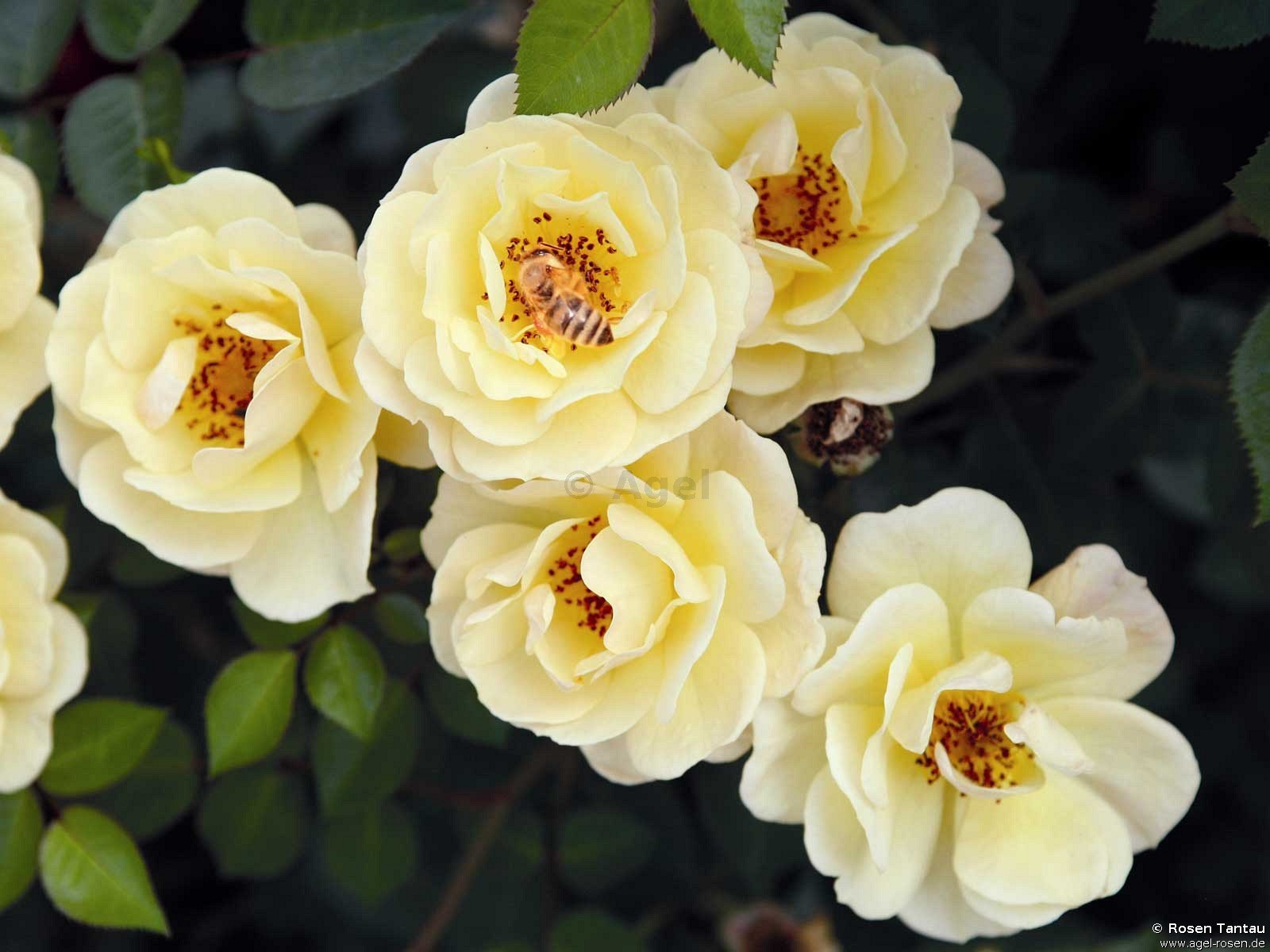 Rose ‘Bienenweide Gelb‘ (wurzelnackte Rose)