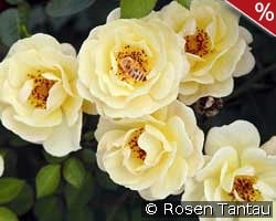 Bienenweide Gelb kaufen, clicken für mehr Details Bienenweide Gelb