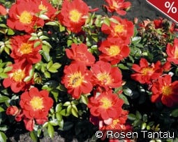 Bienenweide Hellrot kaufen, clicken für mehr Details Bienenweide Hellrot