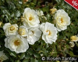 Bienenweide Ivory kaufen, clicken für mehr Details Bienenweide Ivory
