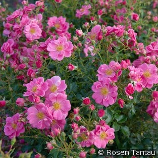 Bienenweide Rosa