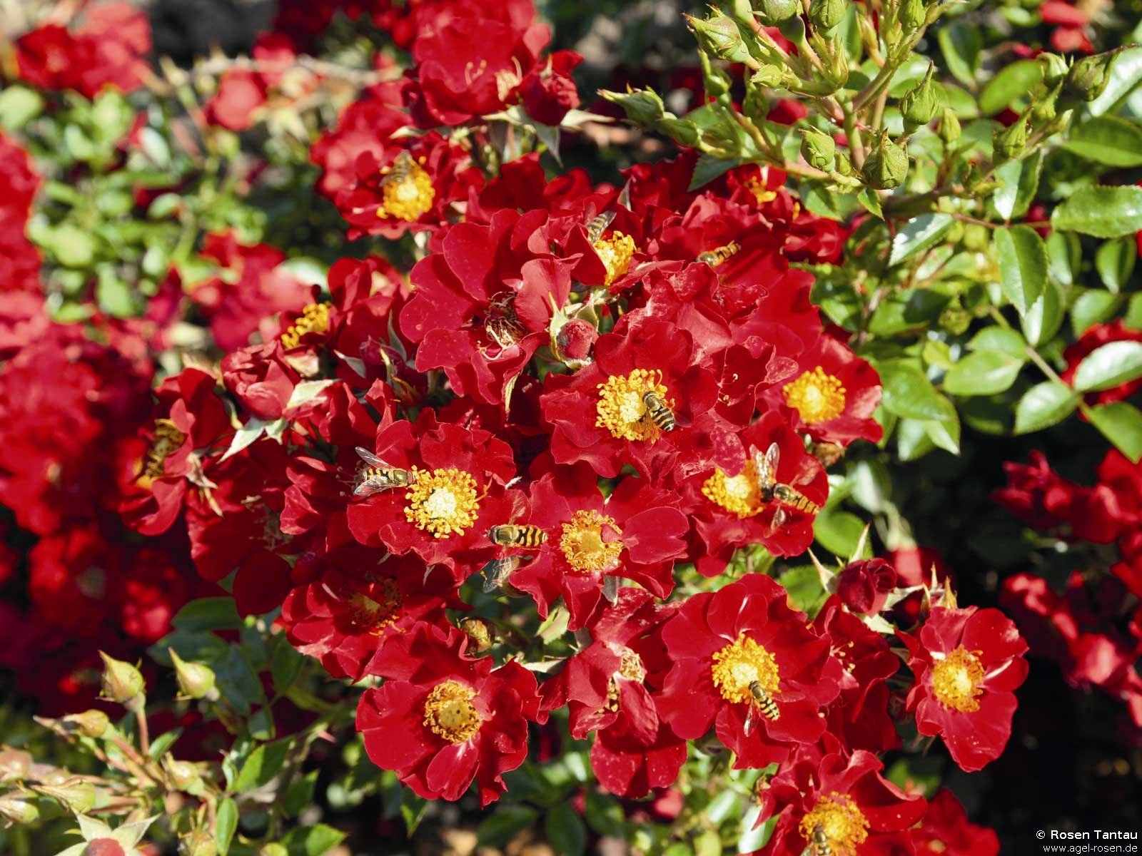 Rose ‘Bienenweide Rot‘ (wurzelnackte Rose)