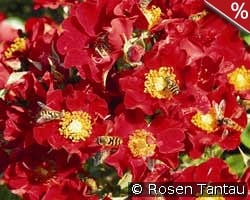 Bienenweide Rot kaufen, clicken für mehr Details Bienenweide Rot