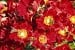 Bienenweide Rot