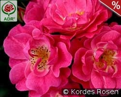 Blühwunder 08 kaufen, clicken für mehr Details Blühwunder 08