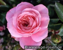 CPH Garden in Bloom - Plant'n'Relax kaufen, clicken für mehr Details CPH Garden in Bloom - Plant'n'Relax