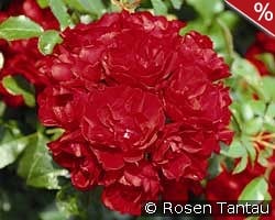 Centro-Rose kaufen, clicken für mehr Details Centro-Rose