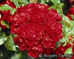 Centro-Rose kaufen, clicken für mehr Details Centro-Rose