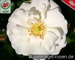 Diamant kaufen, clicken für mehr Details Diamant