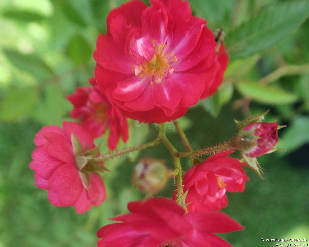 Rose ‘Fairy Dance‘ (2-Liter Topf)