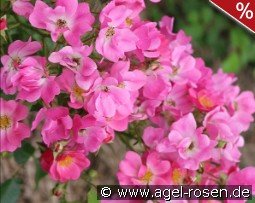 Floriade 2002