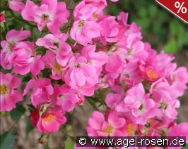 Floriade 2002