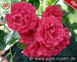 Gärtnerfreude kaufen, clicken für mehr Details Gärtnerfreude