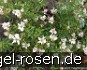 Heideröslein Nozomi kaufen