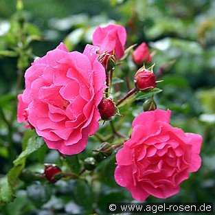 Heidetraum