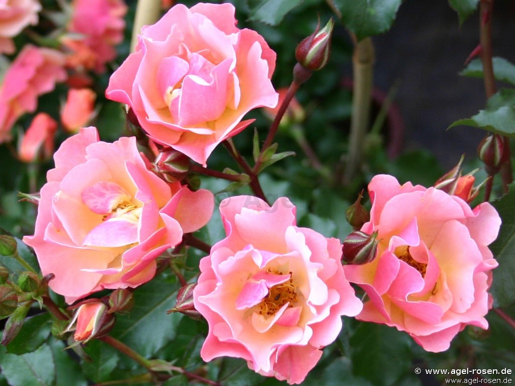 Jazz ® kaufen – Bodendeckerrose – AGEL ROSEN