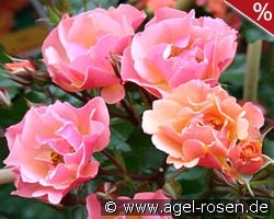 Jazz kaufen, clicken für mehr Details Jazz