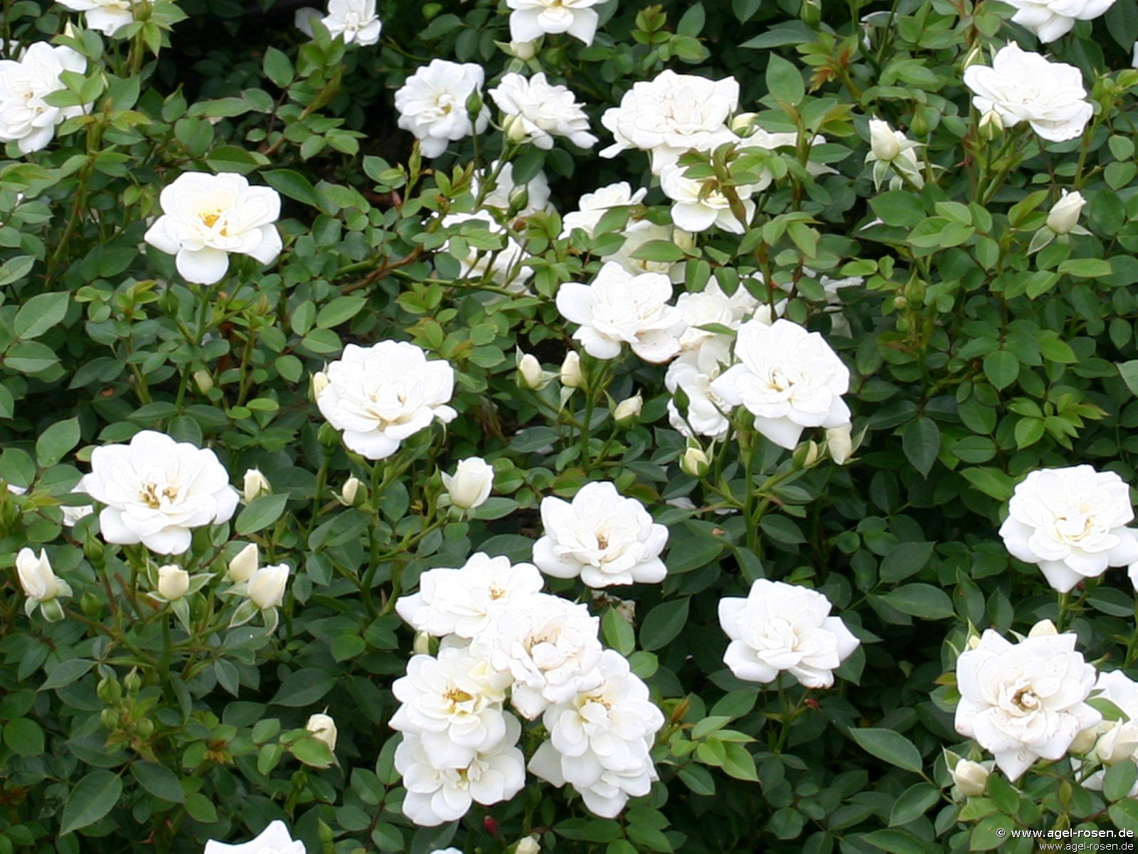 Rose ‘Kent syn. White Cover‘ (3-Liter Topf)