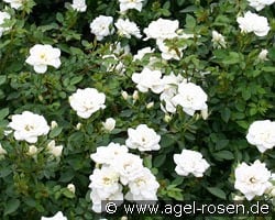 Kent syn. White Cover kaufen, clicken für mehr Details Kent syn. White Cover