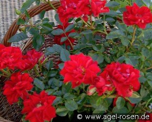 Lady in Red - Plant'n'Relax