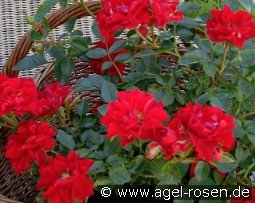 Lady in Red - Plant'n'Relax