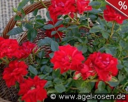 Lady in Red - Plant'n'Relax kaufen, clicken für mehr Details Lady in Red - Plant'n'Relax