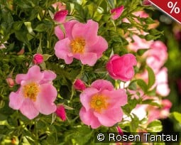 LandFrauen Rose Tantau kaufen, clicken für mehr Details LandFrauen Rose Tantau
