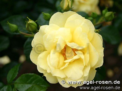 Rose ‘Loredo‘ (wurzelnackte Rose)