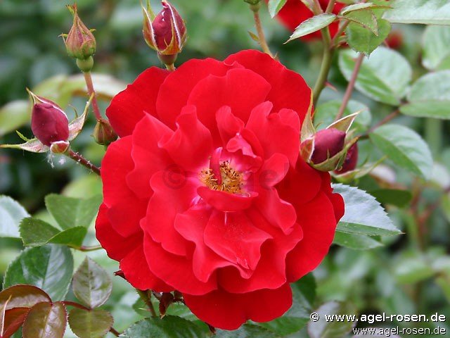 Rose ‘Mainaufeuer‘ (wurzelnackte Rose)