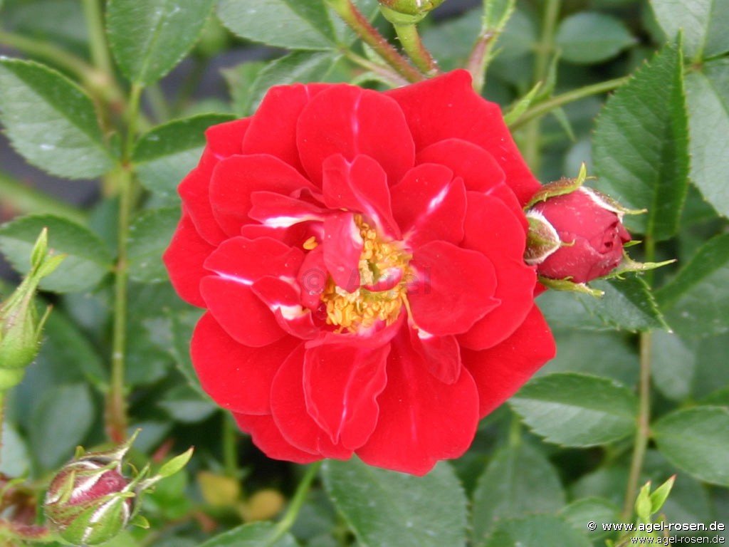 Rose ‘Nipper‘ (wurzelnackte Rose)