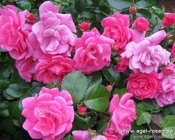 ADR-Rose ‘Palmengarten Frankfurt‘ (2-Liter Biotopf)