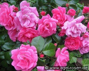 Palmengarten Frankfurt