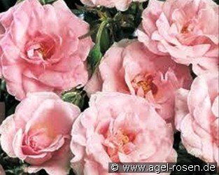 Pearl Mirato syn Pearl Chatsworth