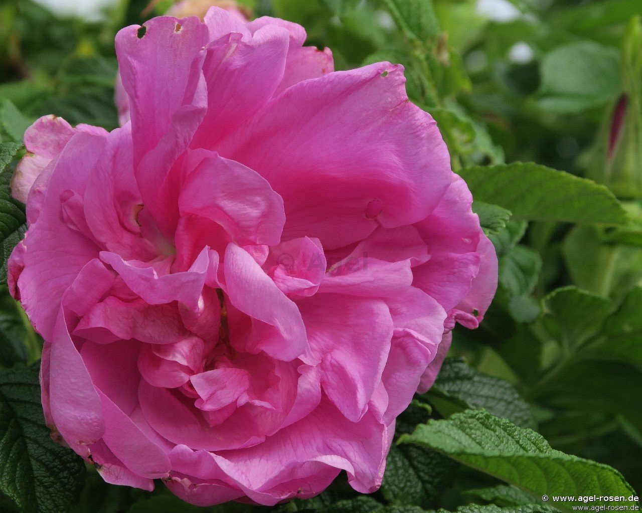 Rose ‘Pink Roadrunner‘ (wurzelnackte Rose)