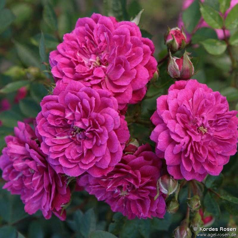 Rose ‘Purple Rain‘ (wurzelnackte Rose)